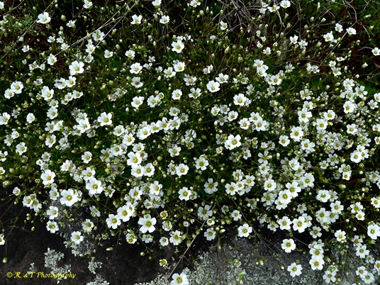 {Mononeuria glabra}